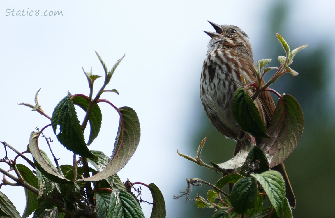 Song Sparrow singing from a twig