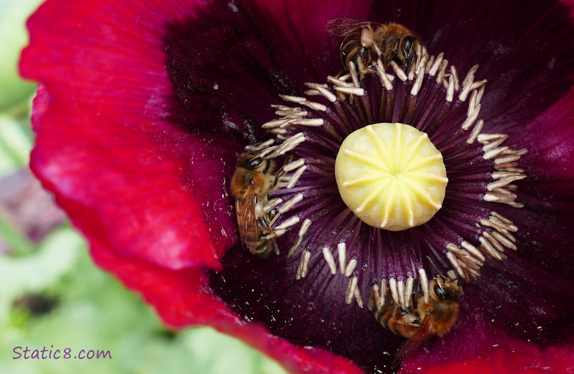 three Honey Bees in an Opium Poppy Bloom