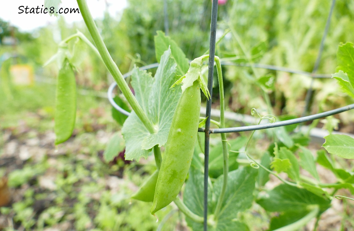 Snap Peas hanging on the plants