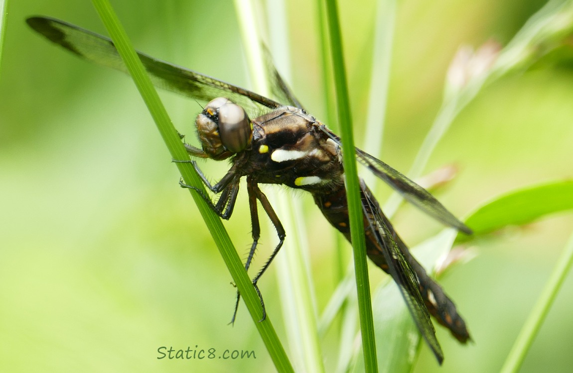 Twelve Spotted Skimmer, dragonfly, standing on a blade of grass