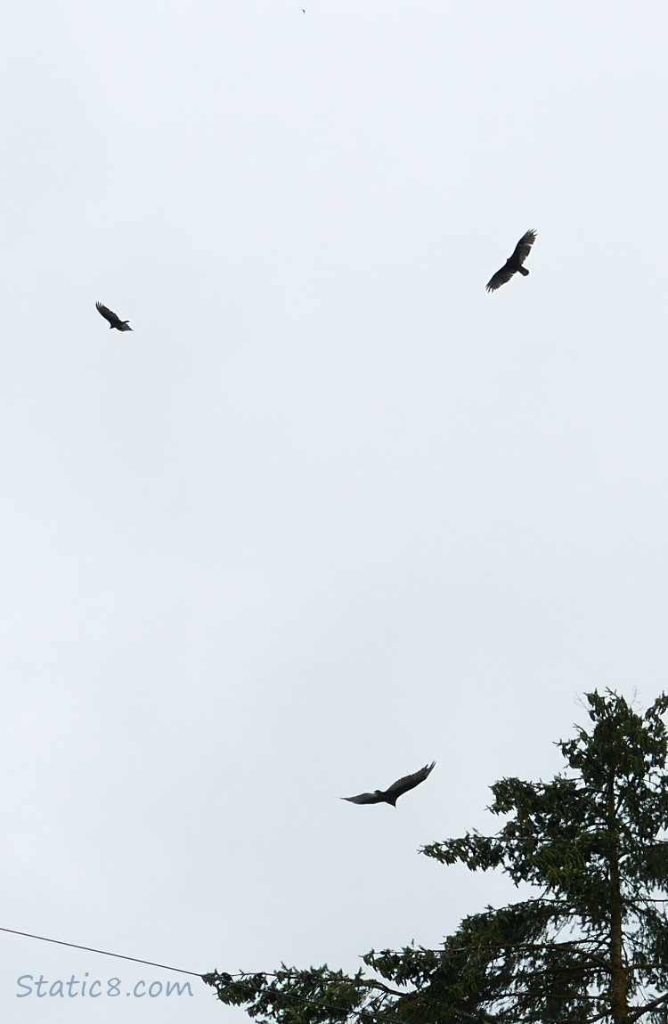 Three Turkey Vultures flying