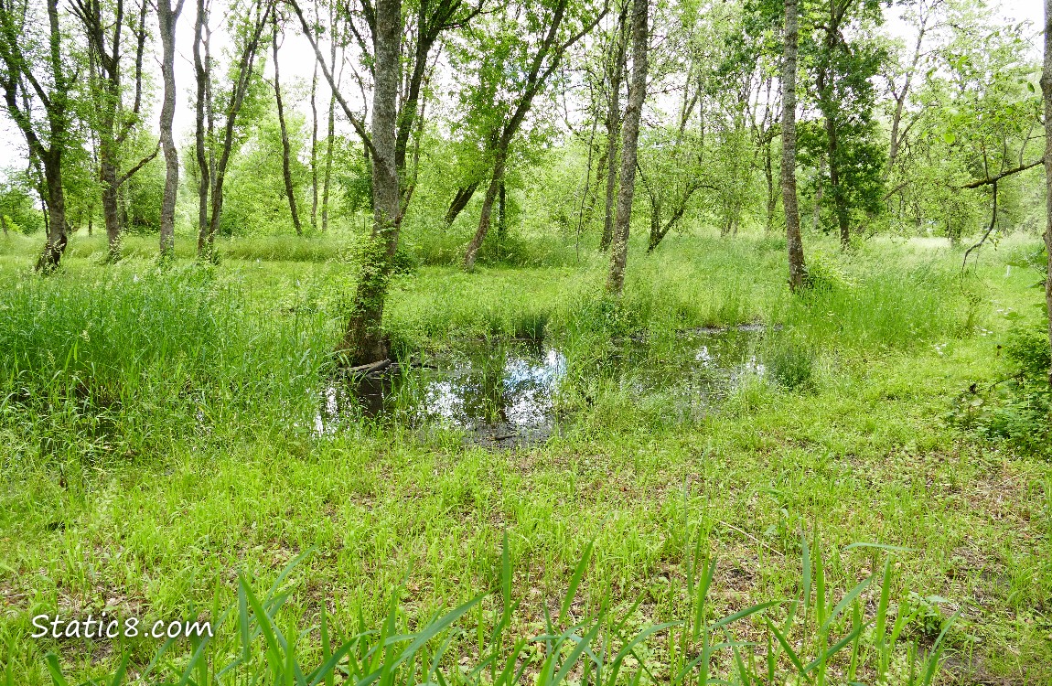 Wet Prairie pond in the forest