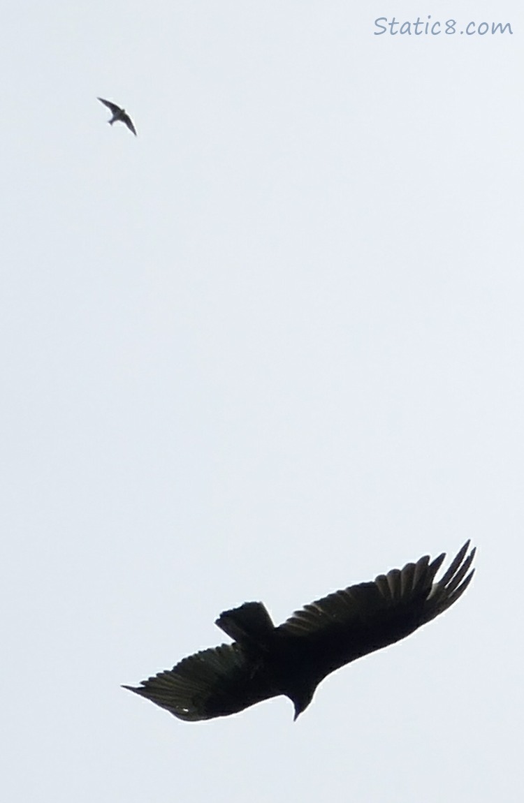 Silhouette of a Swallow and a Turkey Vulture flying