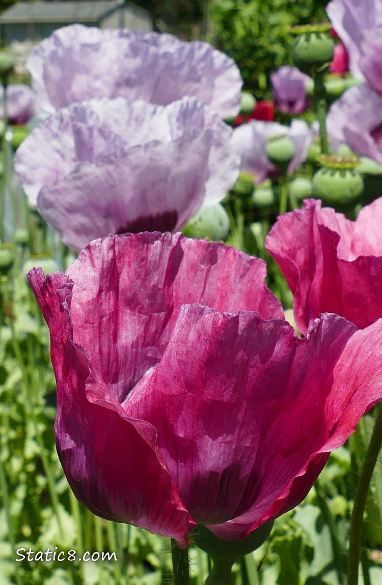 pink and lavender coloured Opium Poppies
