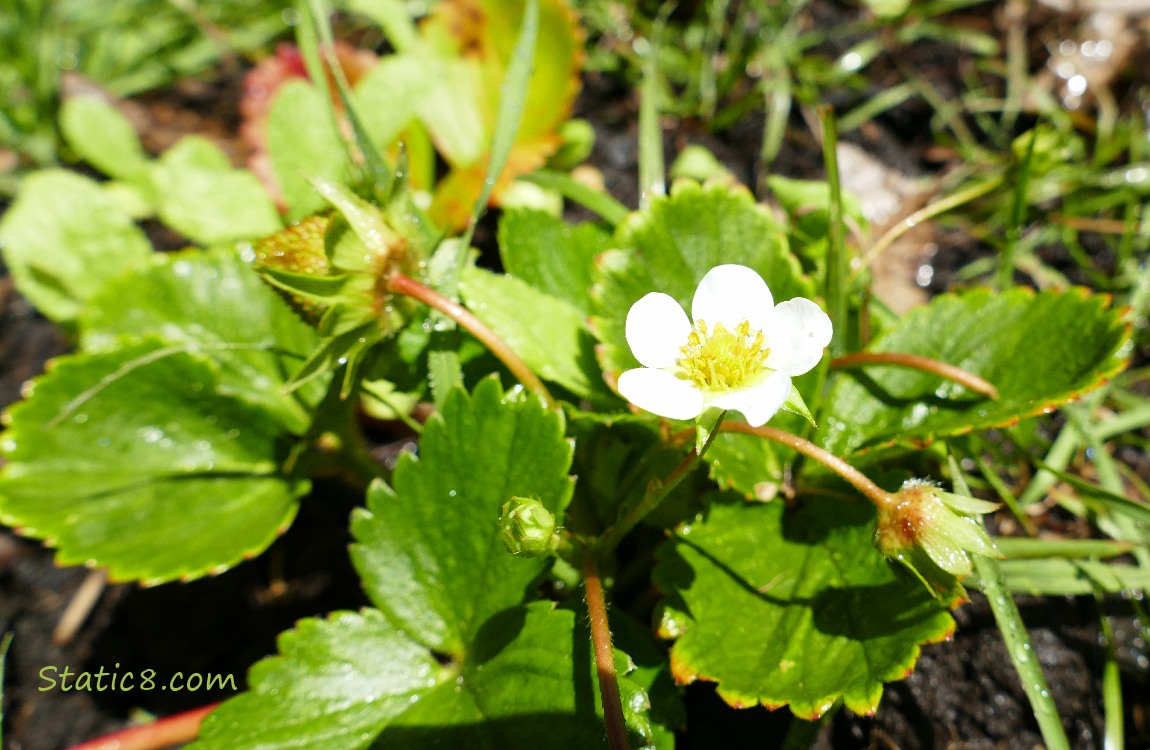 Strawberry bloom on a plant