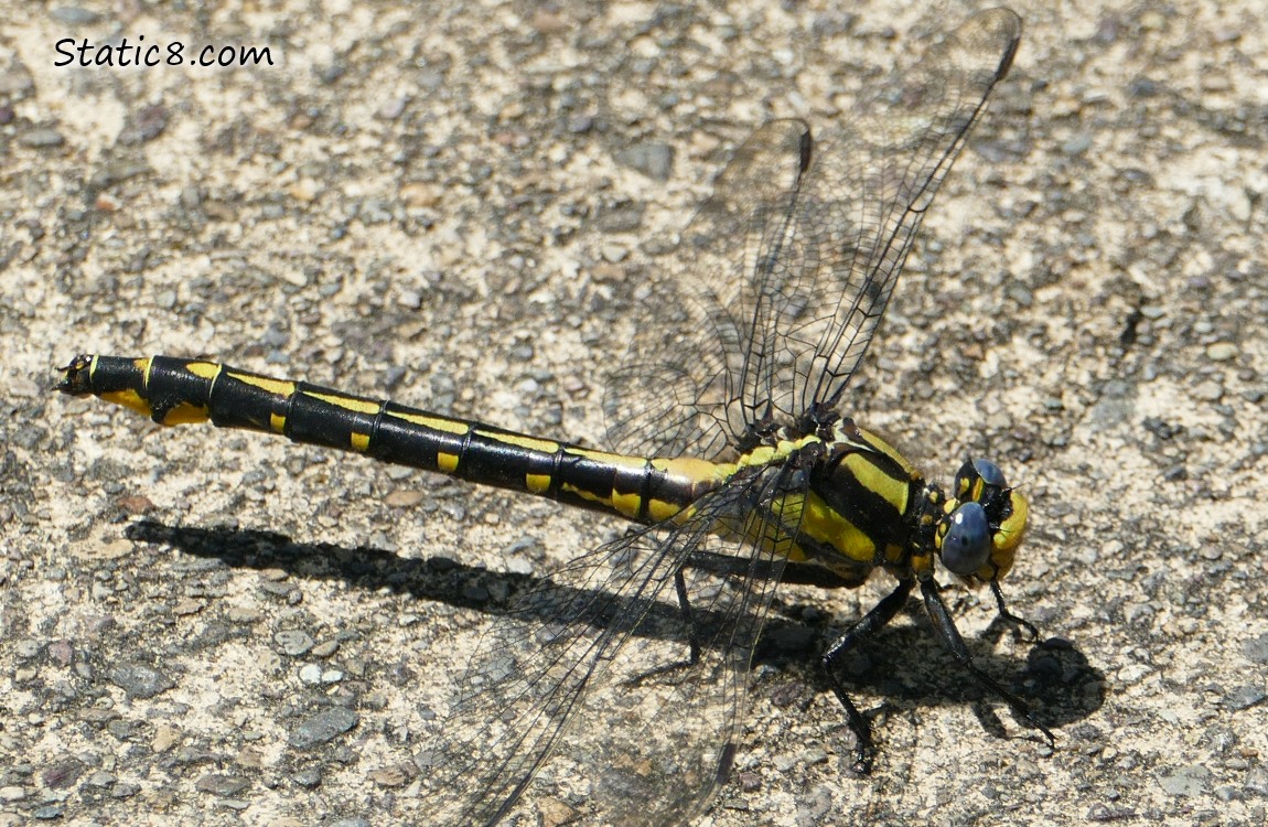 Pacific Clubtail standing on the path