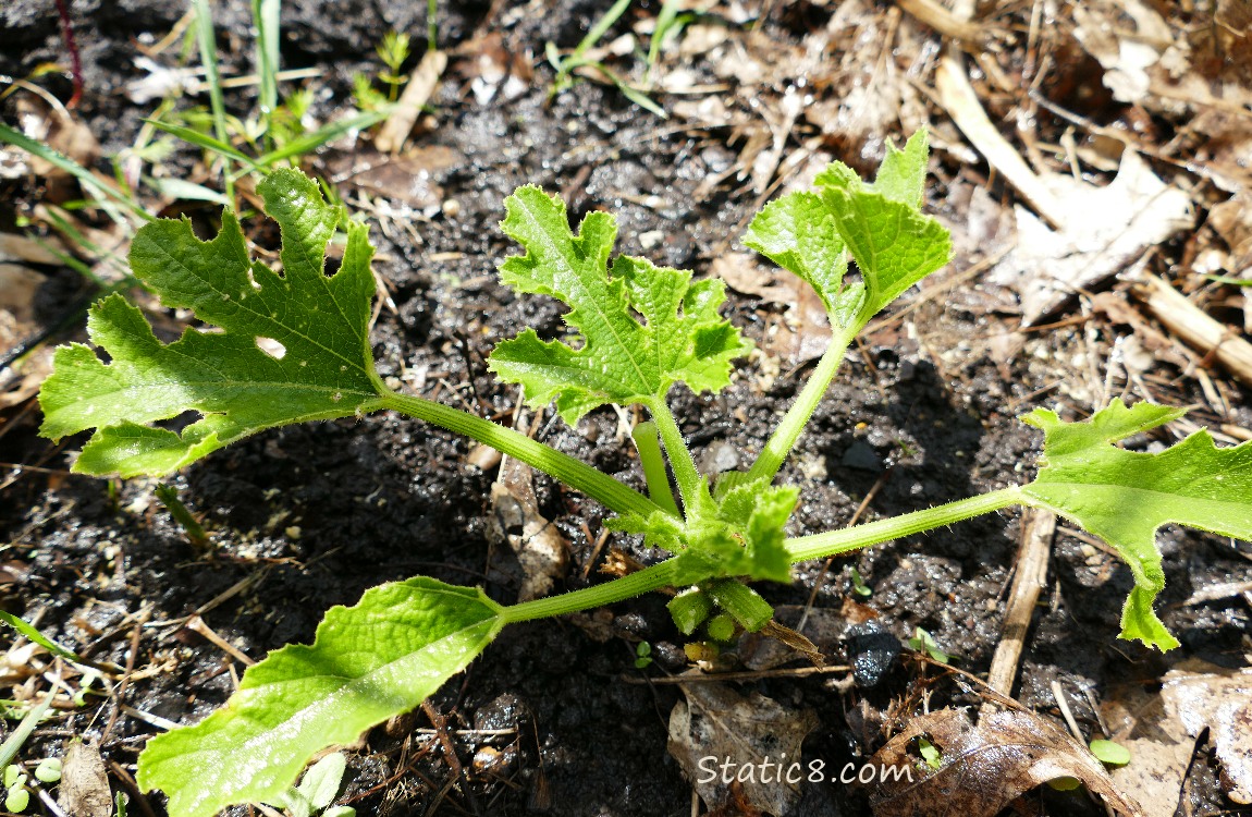 small zucchini plant