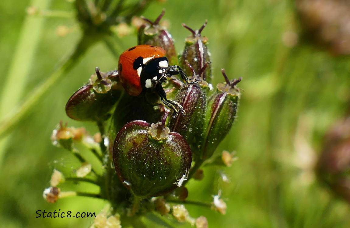 Seven Spot Ladybug on Cow Parsnip seed pods