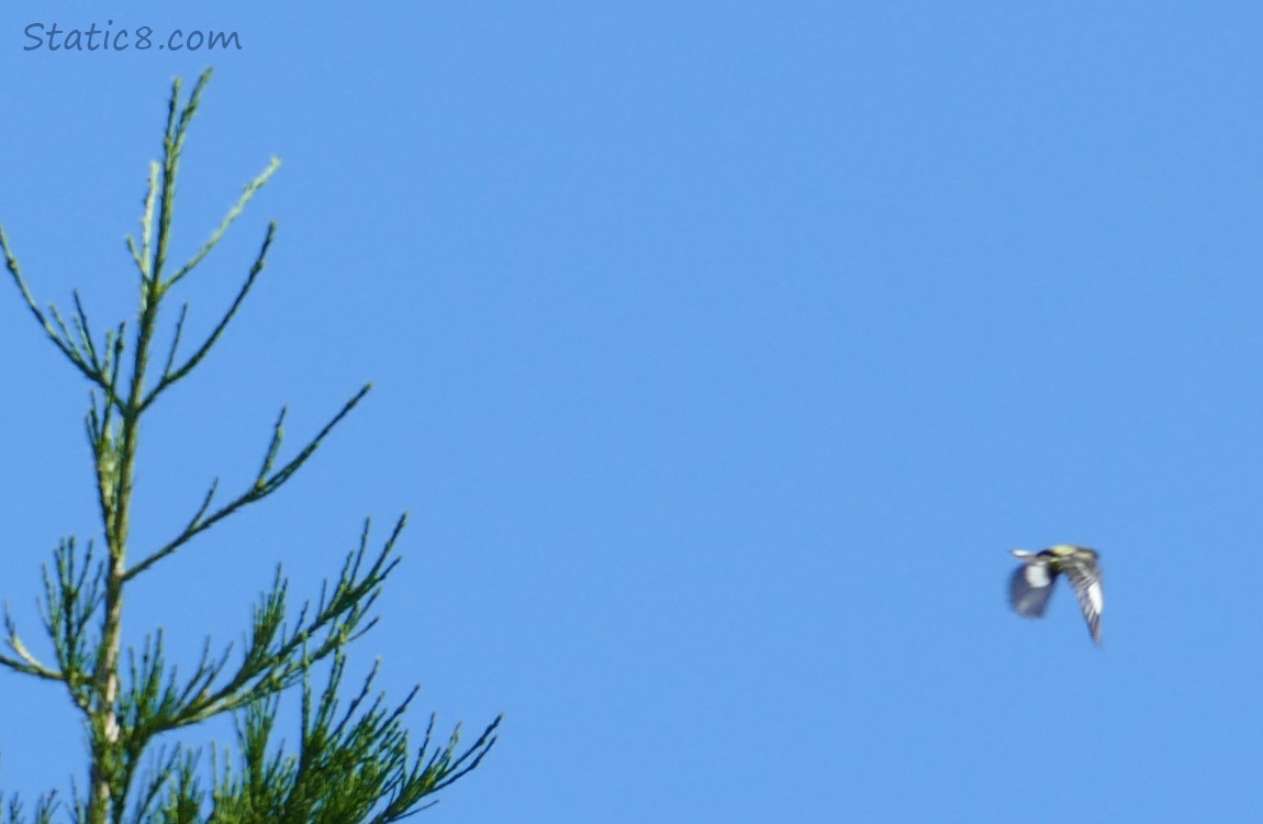 Bird flying away from the top of a tree