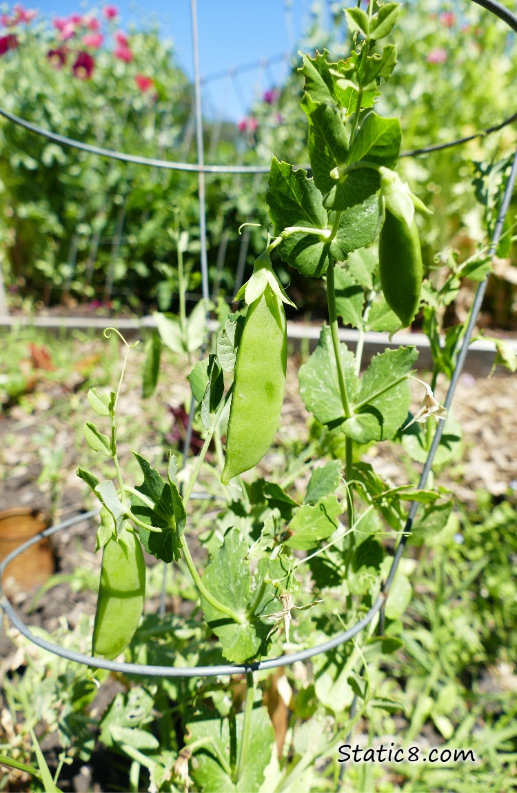 Snap Peas hanging off the plant