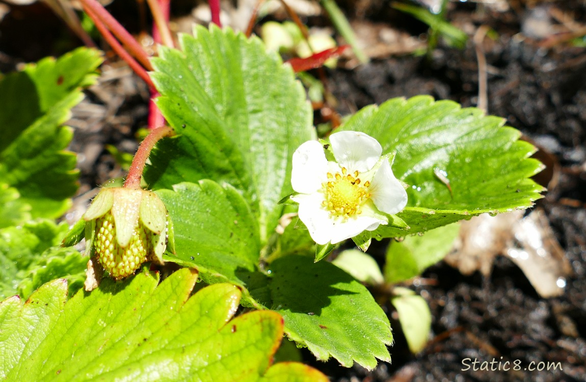 Strawberry bloom and fruit on the plant