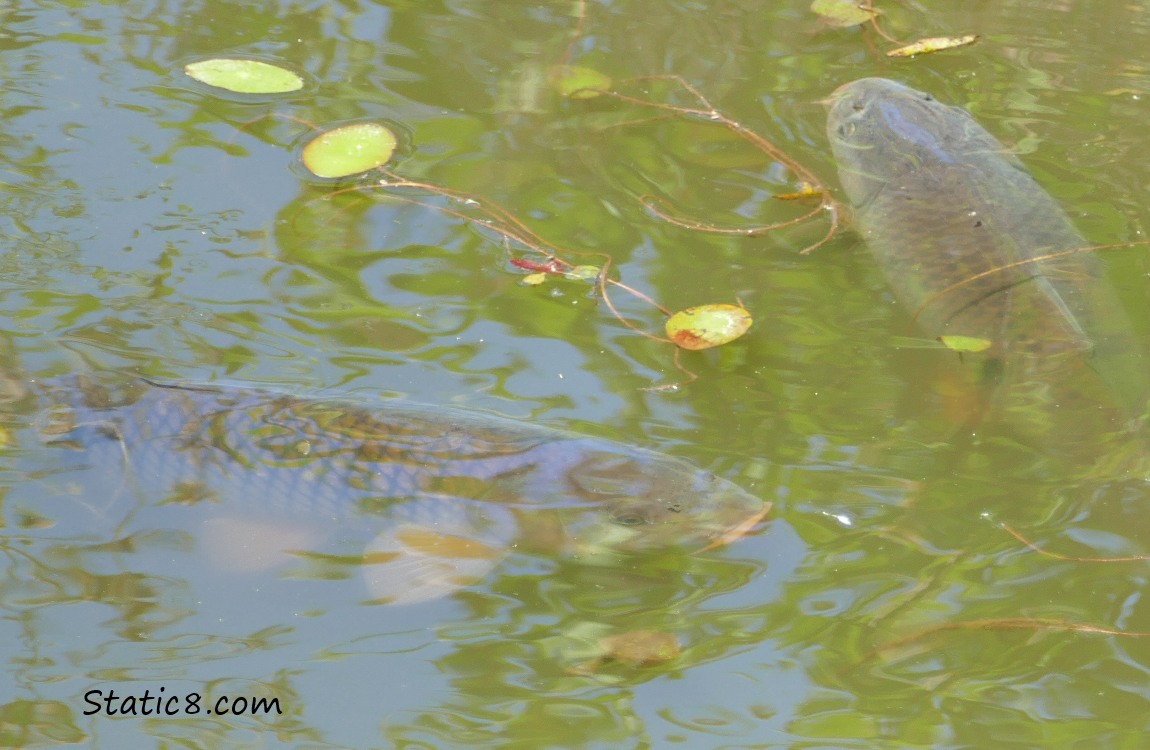 two carps under the water