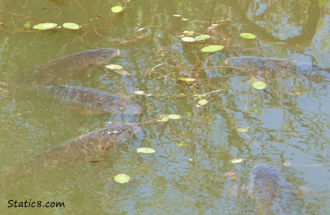 five carps under the water