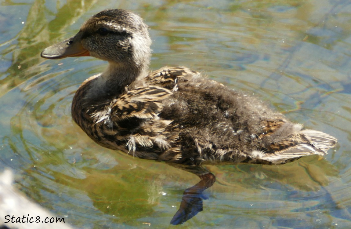 Duckling in the water