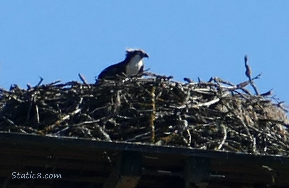One Osprey at the nest