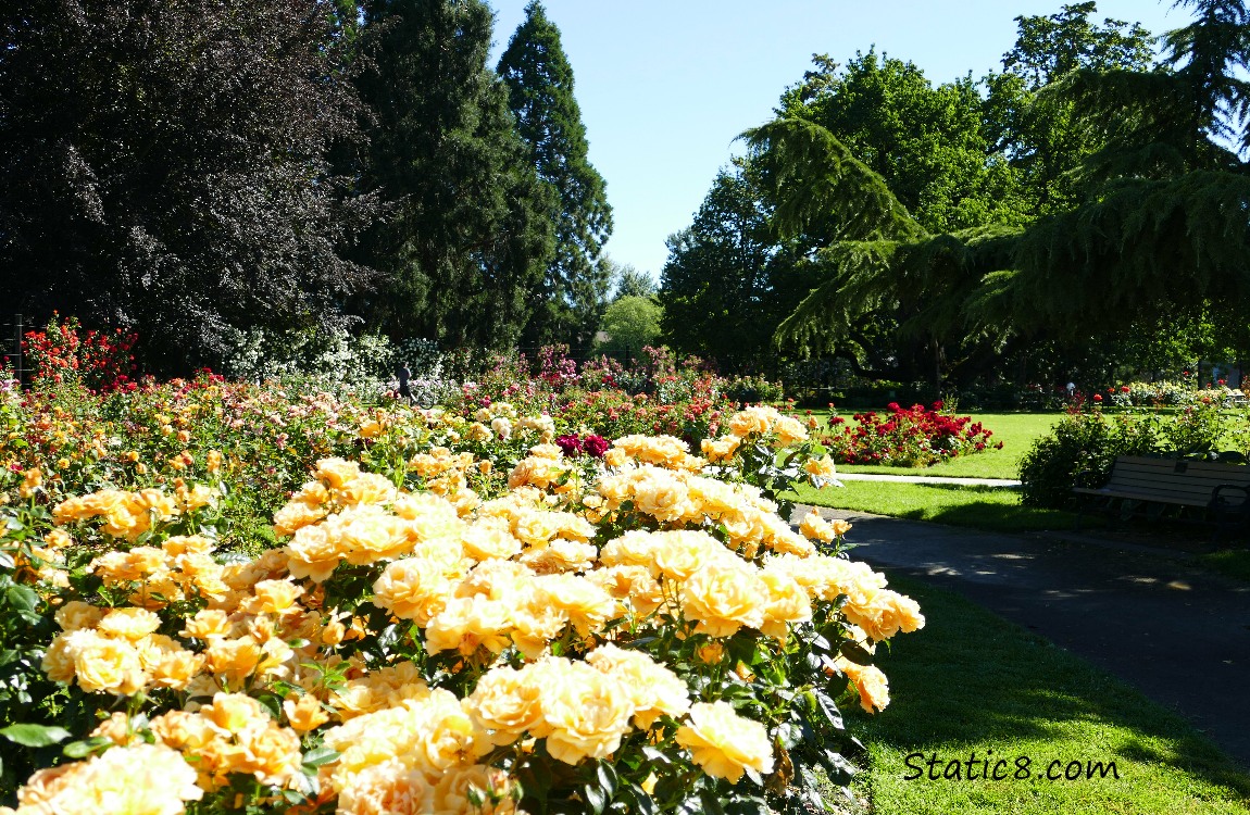 Rose Garden with yellow roses in the foreground