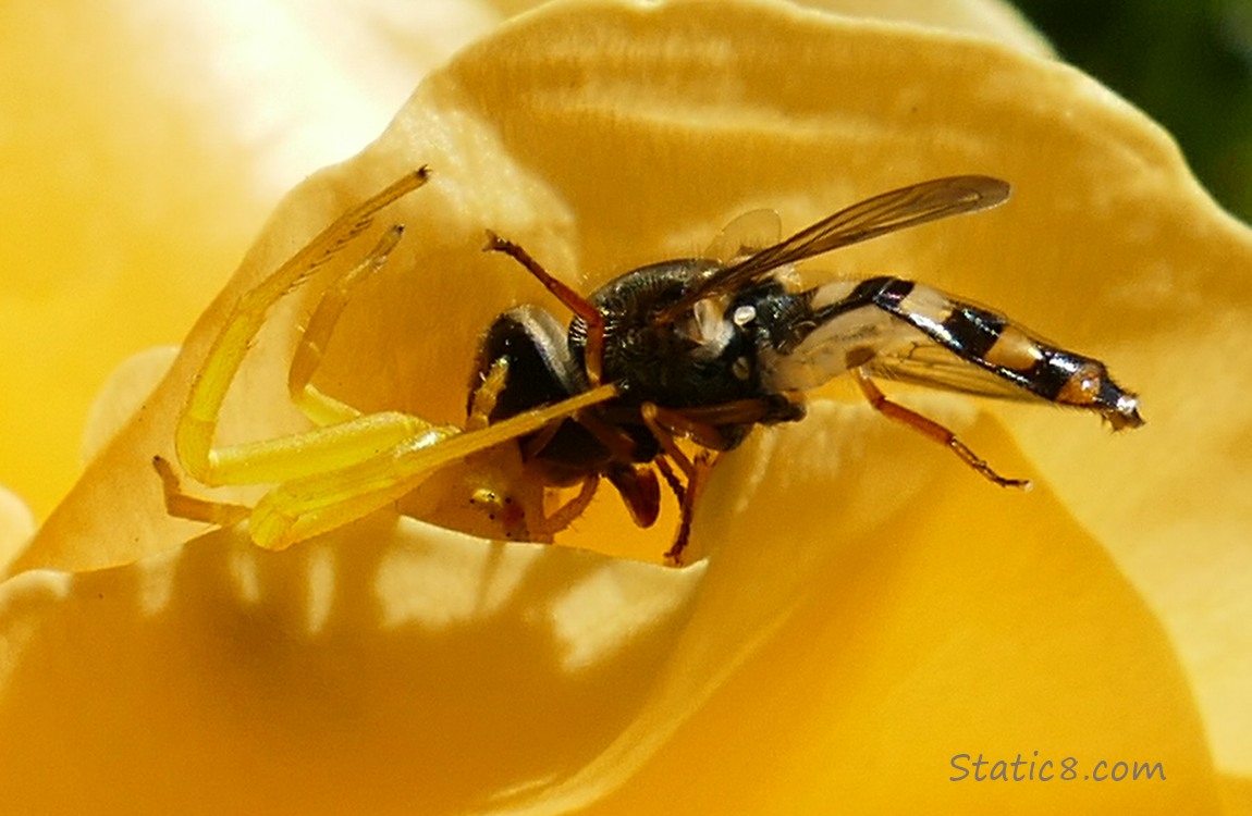 Yellow spider legs around a bug in a yellow rose!