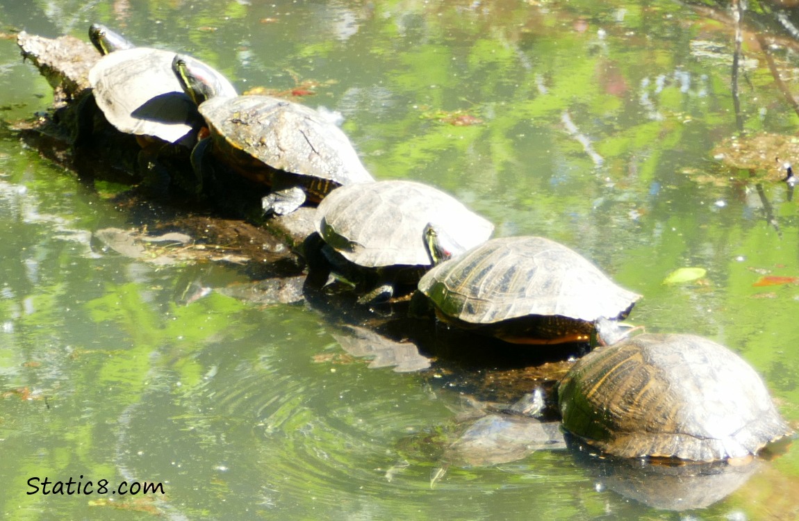 Five turtles on a log in the water