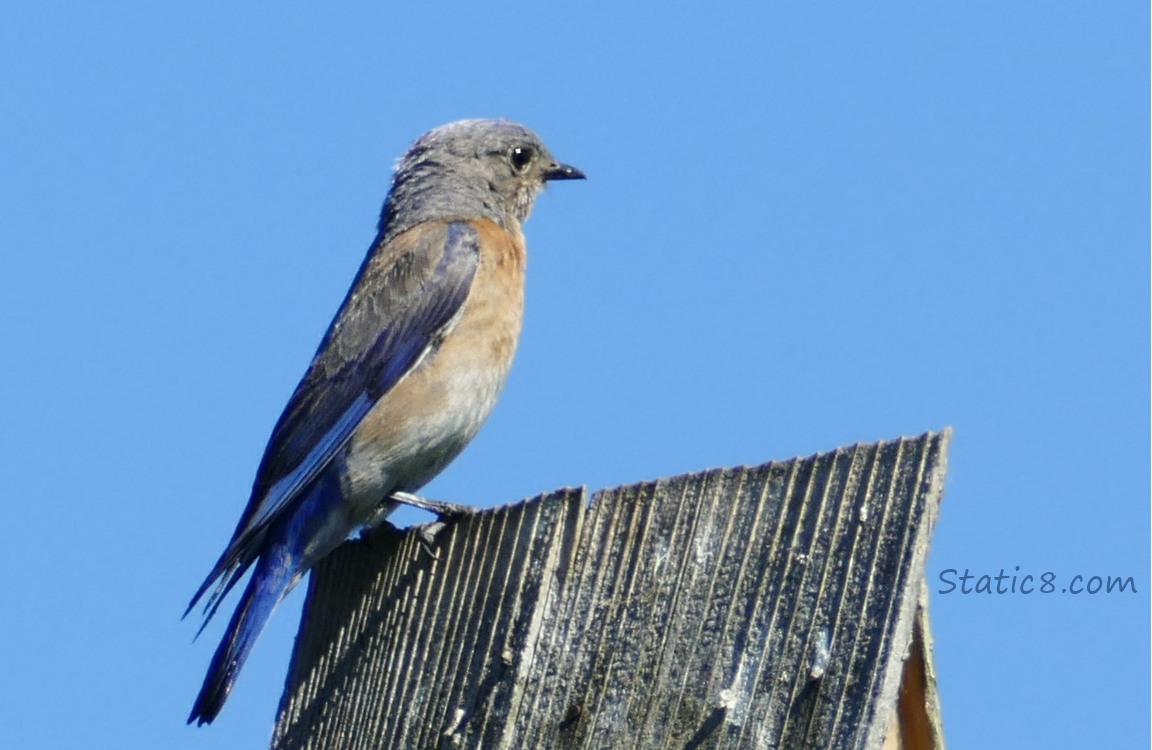 female Western Bluebird standing on a nestbox
