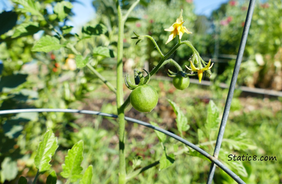 Small green tomato growning on the plant