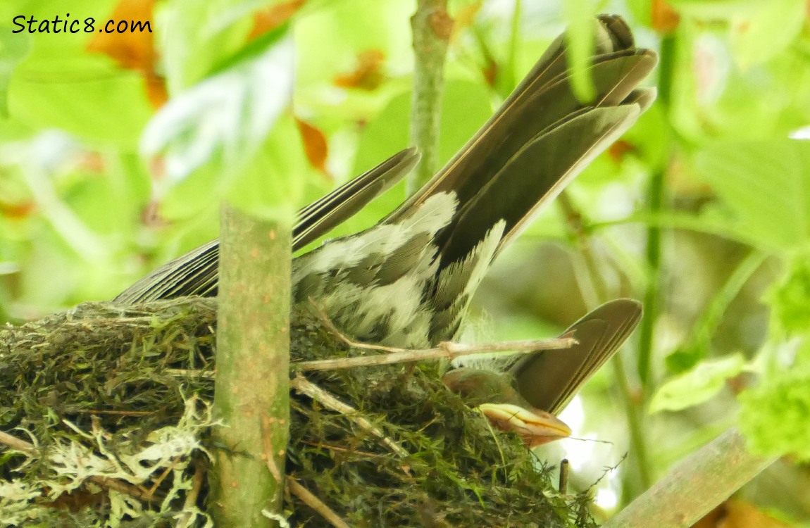 Baby Robin peeks out from under mamas tail feathers
