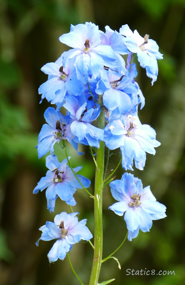 Pretty blue flower