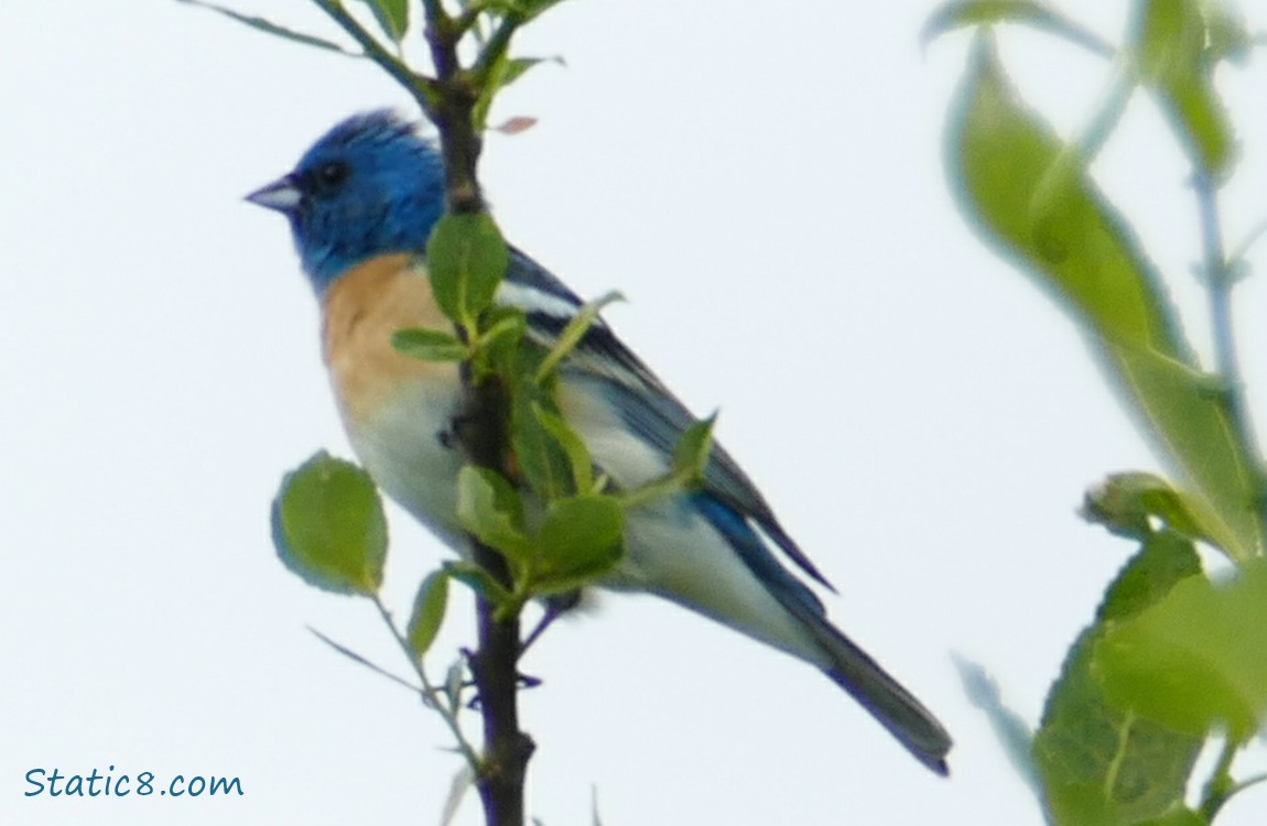 Lazuli Bunting standing on a twig