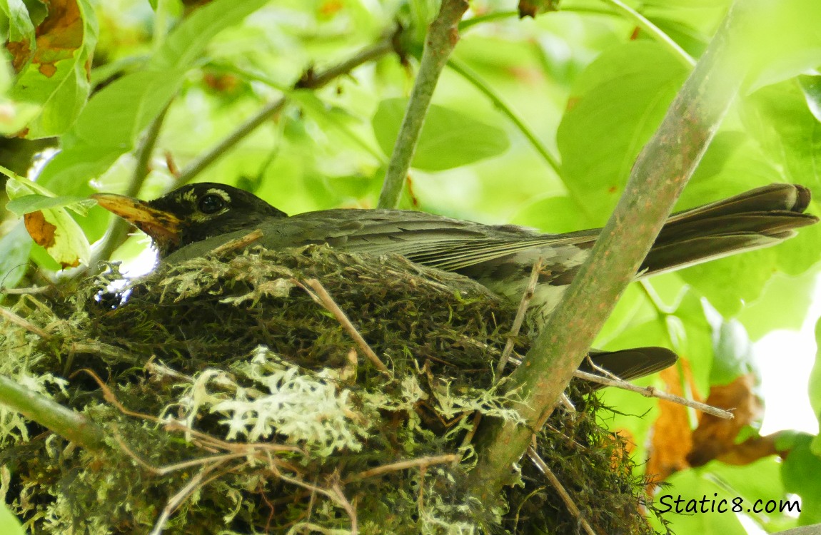 Robin in her nest