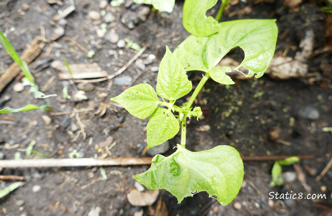 baby bean plant, with munched leaves