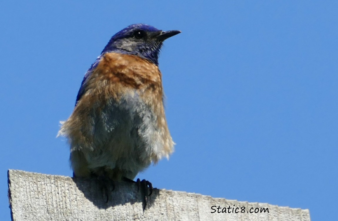 Western Blue bird standing on a nesting box