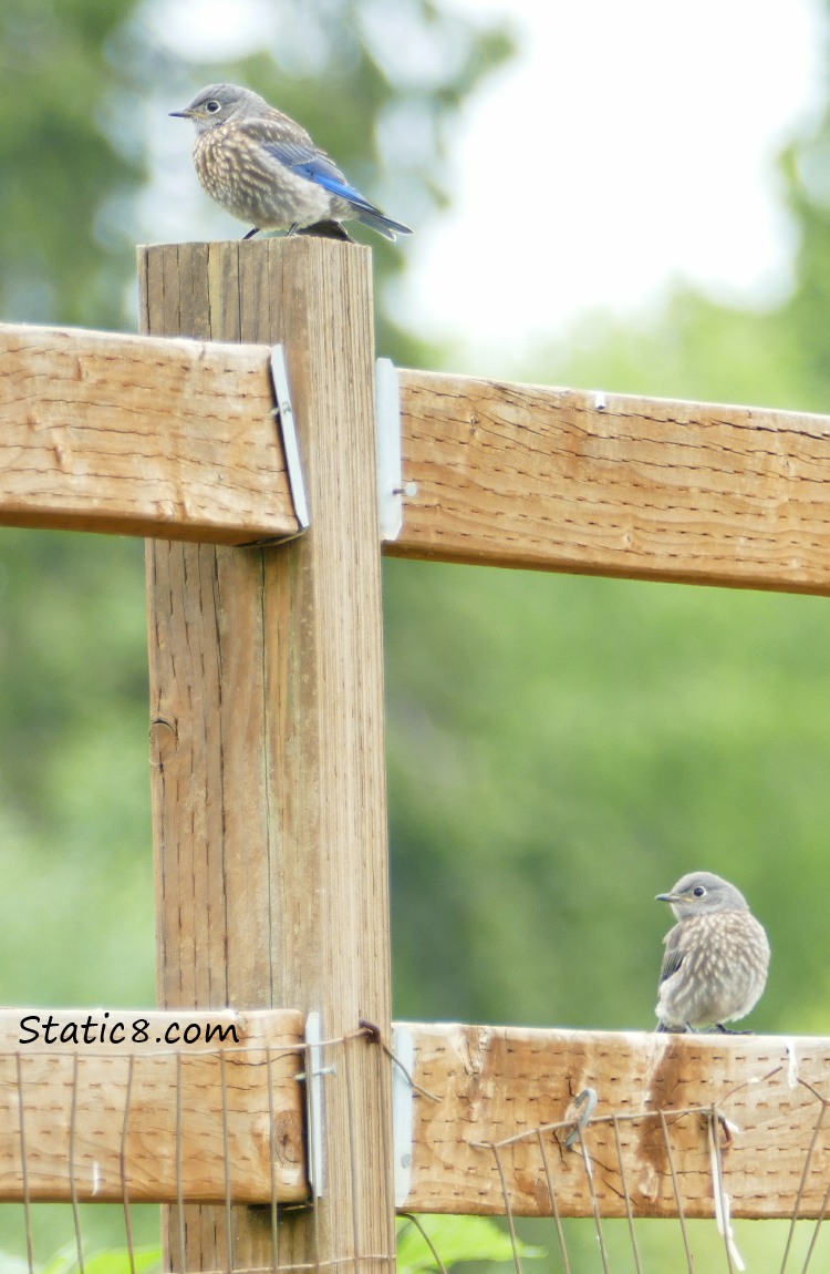 Two Western Bluebird fledglings, standing on the fence