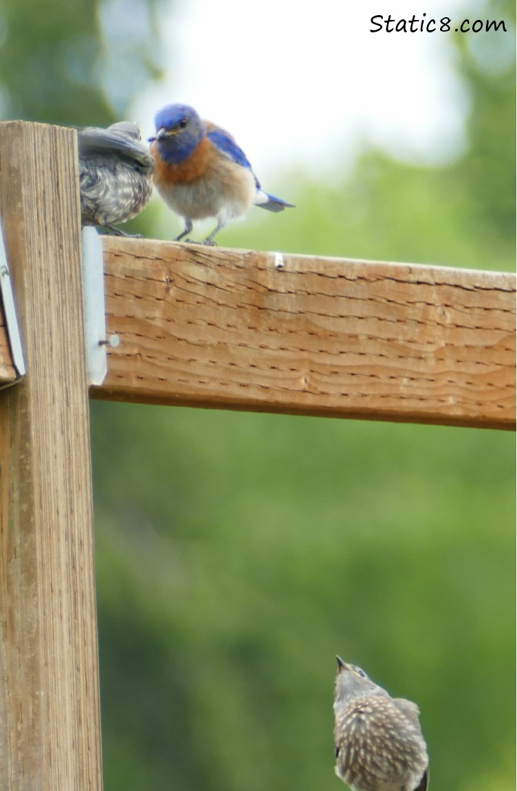 Bluebird fledglings on the fence with papa feeding the top one