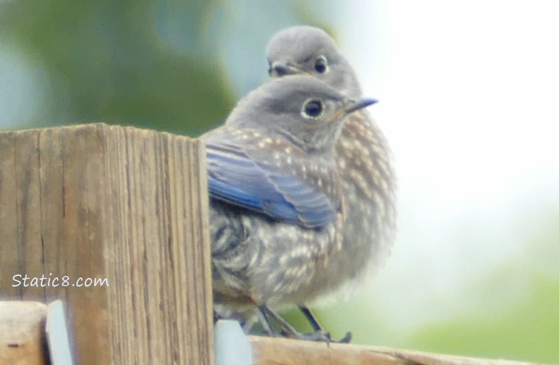Bluebird fledglines