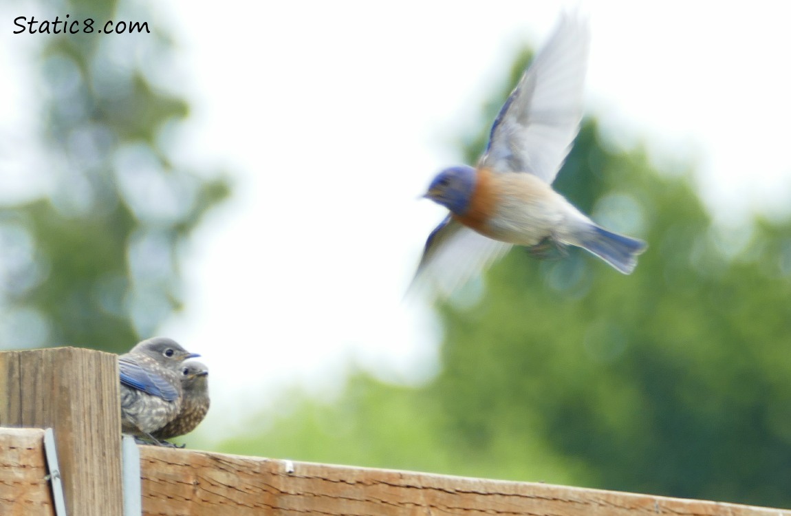 Both Bluebird fledglings at the top of the fence, papa flies by