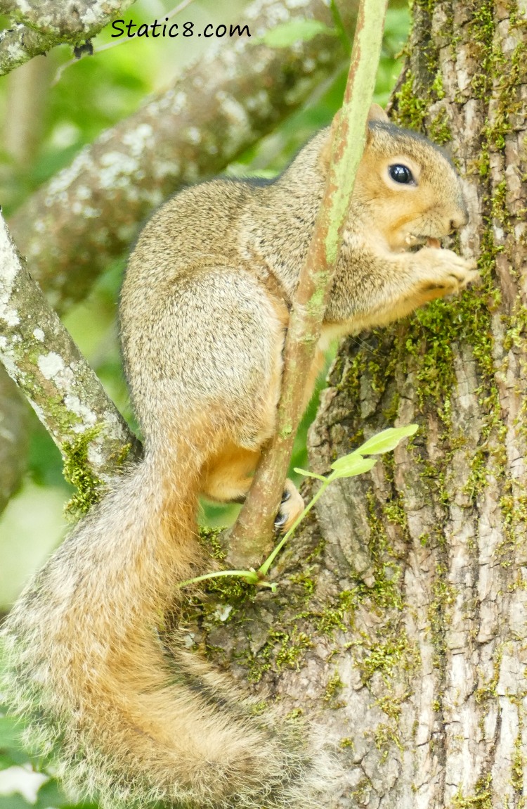 Eastern Fox Squirrel in a tree