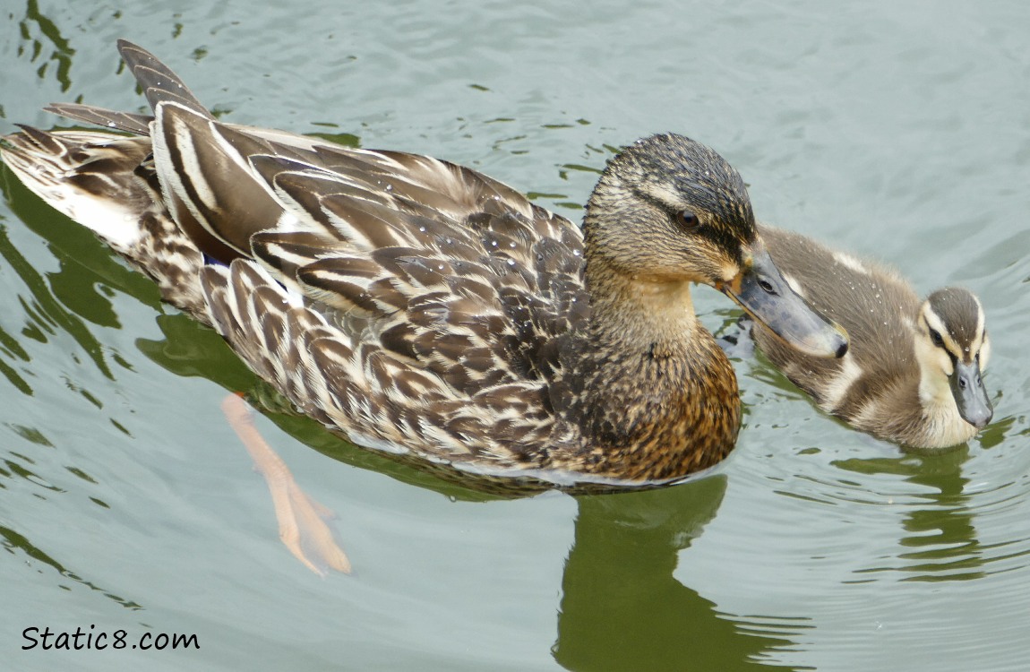 Mama Mallard and duckling in the water
