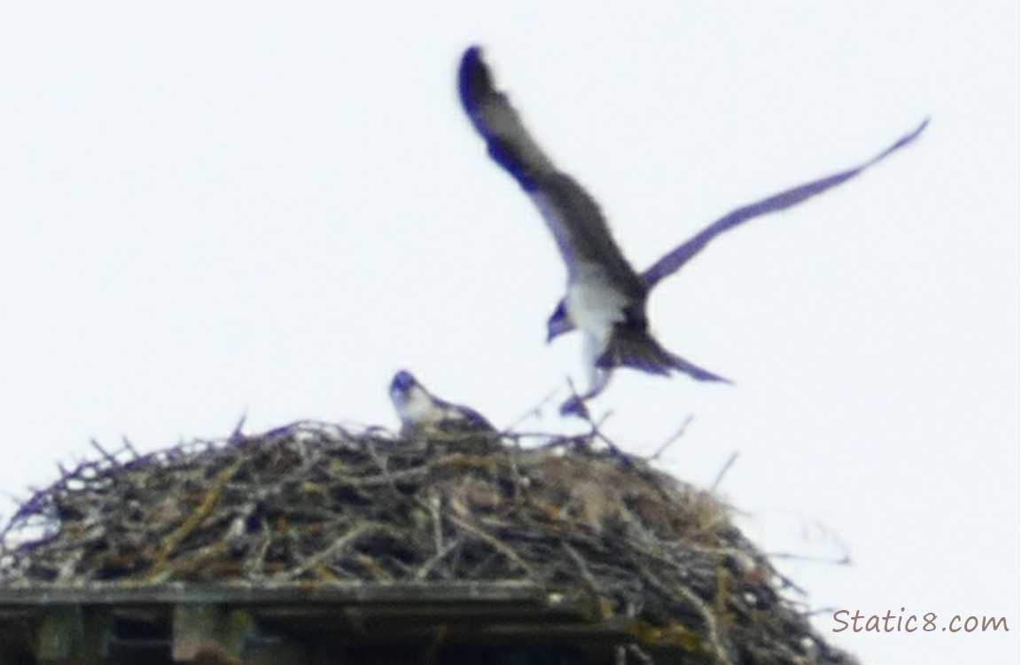 Osprey landing at the nest, one other in the nest