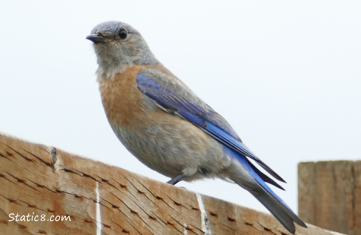 Female Western Bluebird, standing on the fence