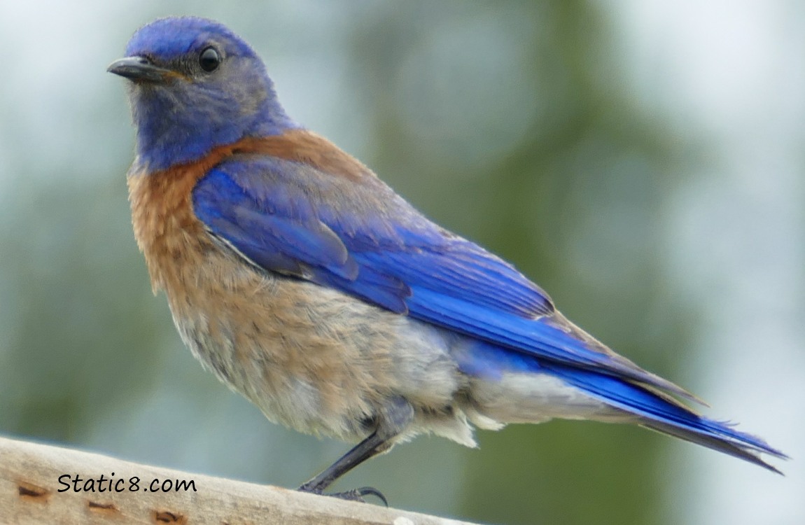 Male Western Bluebird, standing on the fence