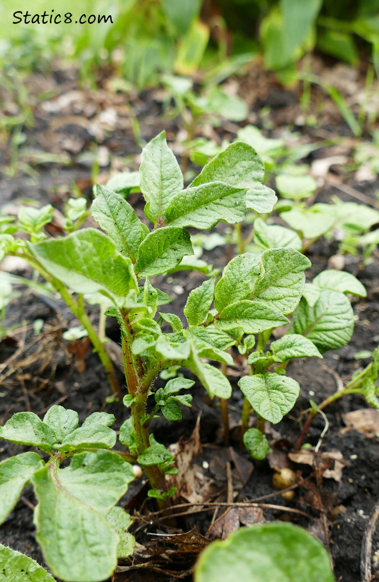 Small potato plants