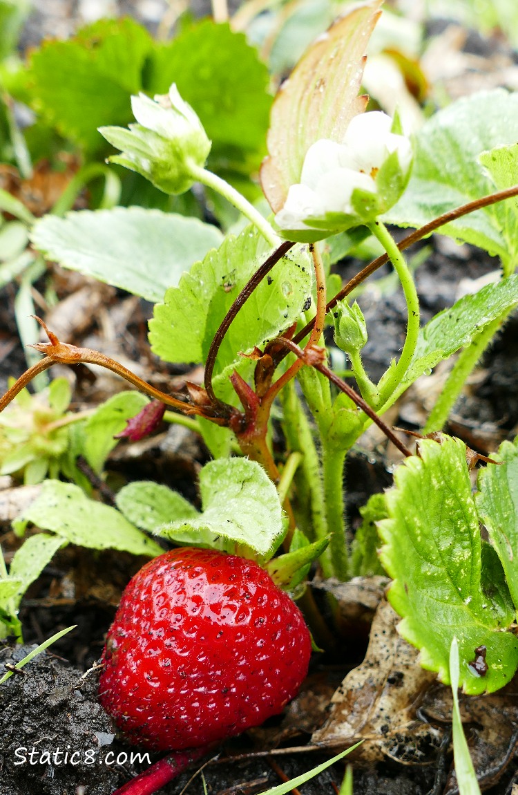 Strawberry fruit and blossoms on the plant