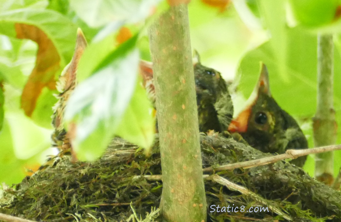 Four baby robins in the nest