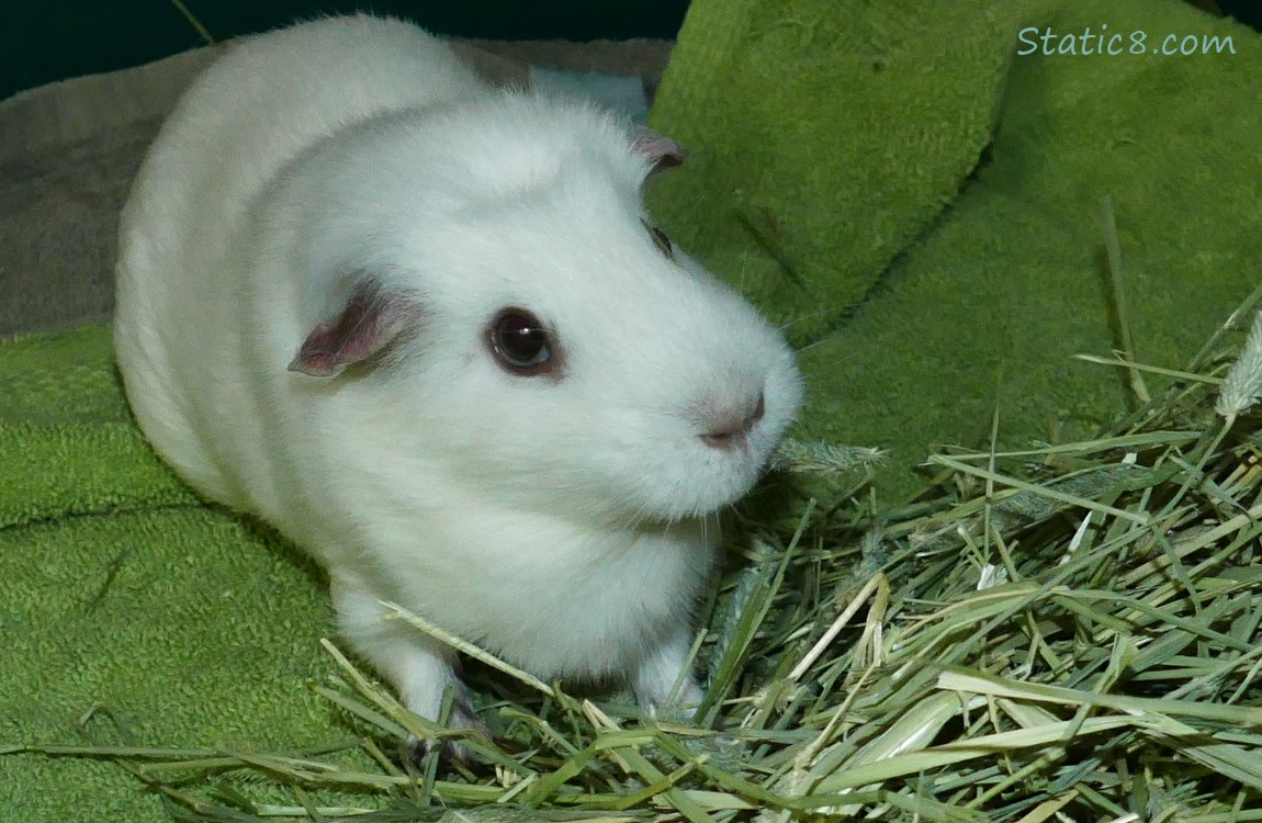 White Guinea Pig Dawn, eating hay