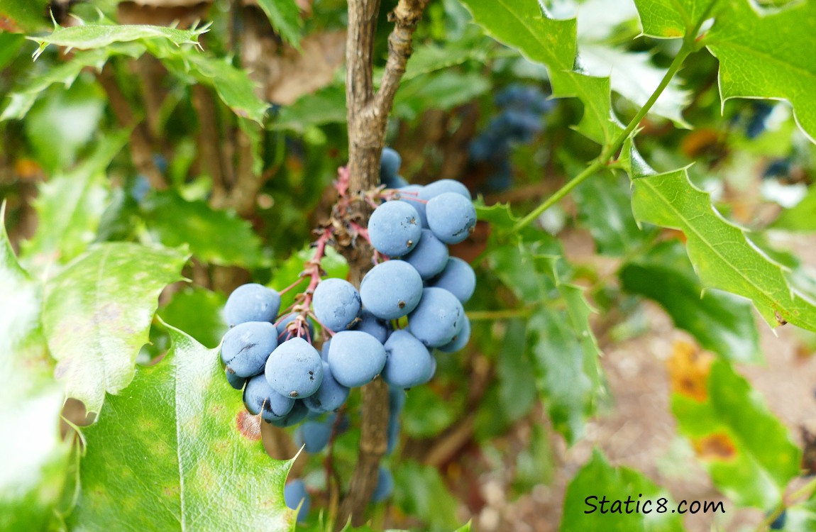 Oregon Grape fruits