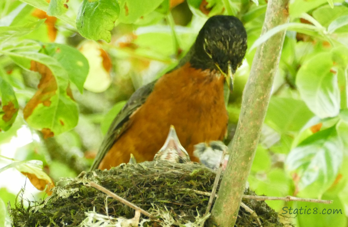 Parent Robin with a couple babies