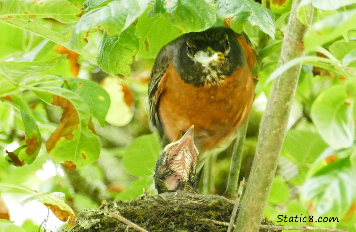 Parent Robin with a poo sack in her beak