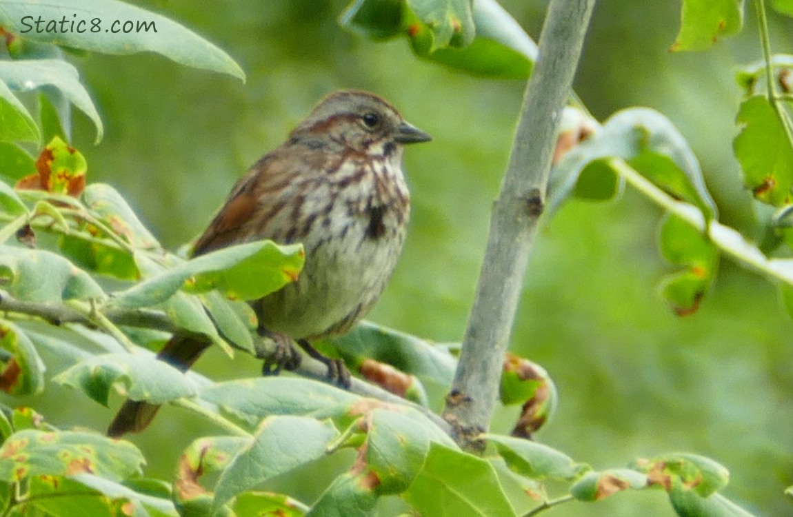 Song Sparrow standing on a twig, surrounded by green