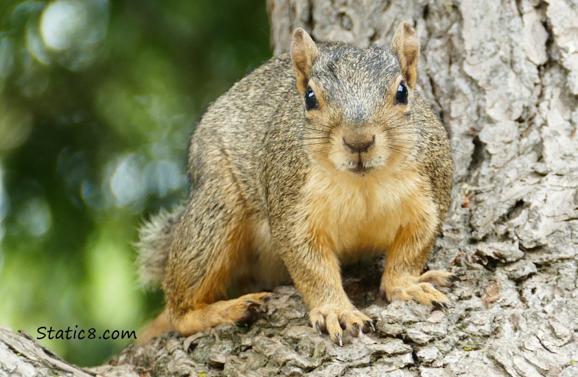 Easter Fox Squirrel on a branch