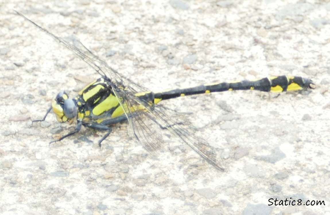 Pacific Clubtail on the sidewalk