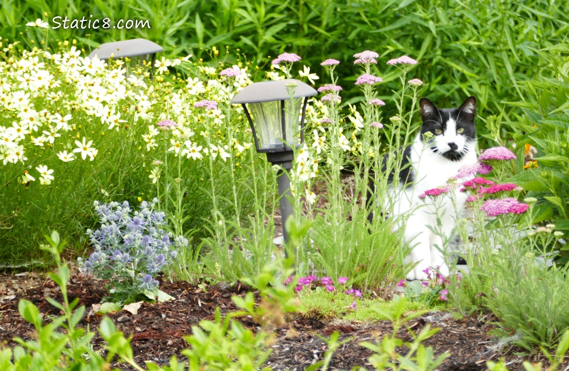 Black and White cat in the flowers